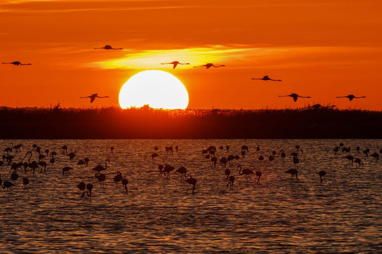 Atardecer en Doñana