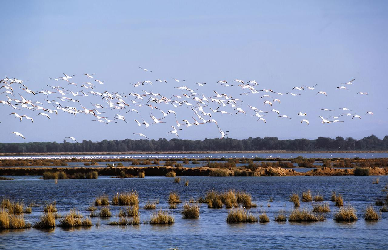 Marisma con flamencos — Doñana