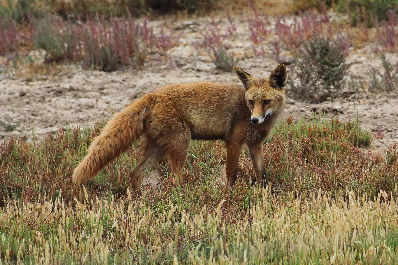 Zorro rojo — Doñana
