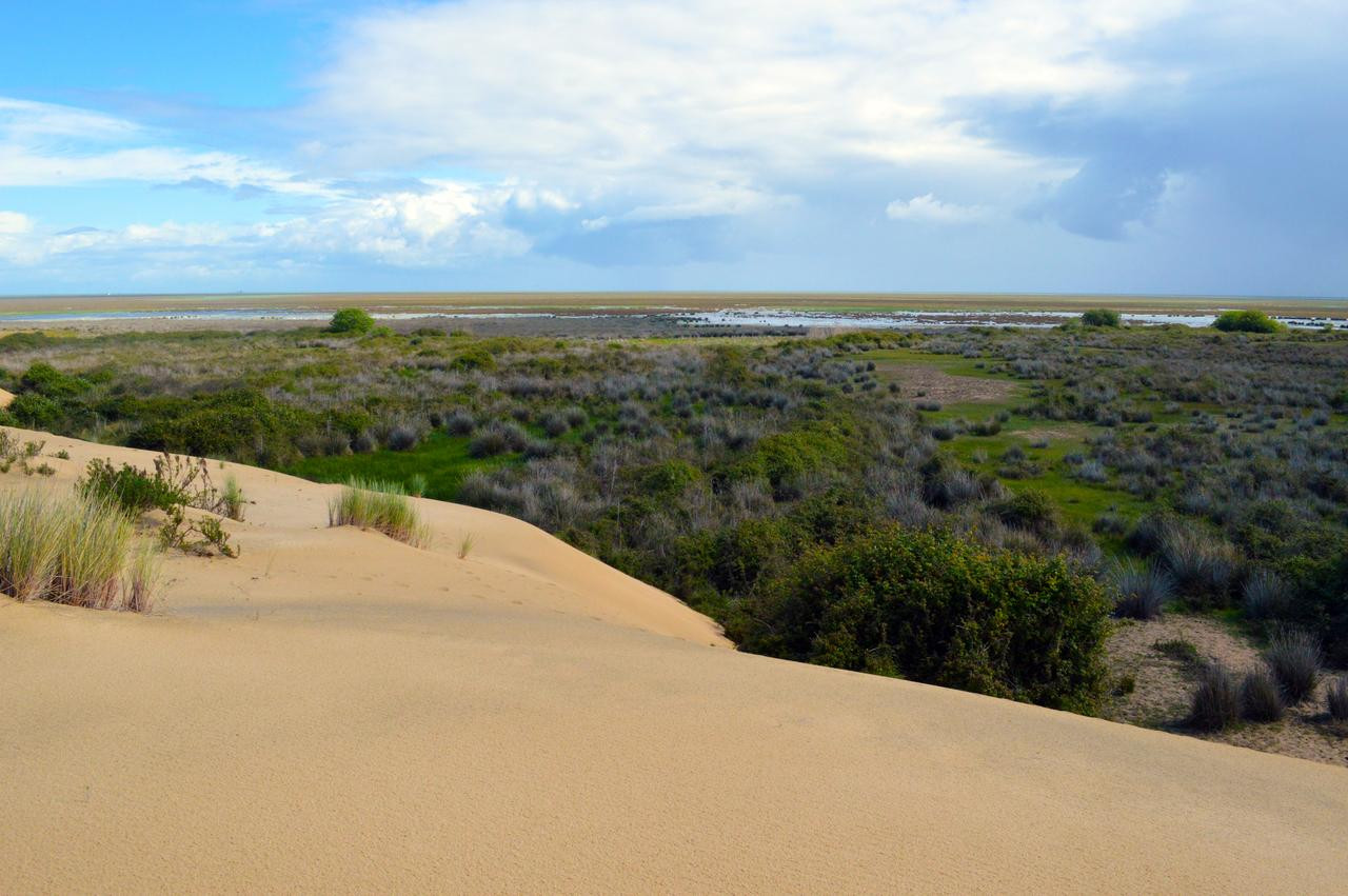 Vista de las marismas — Doñana